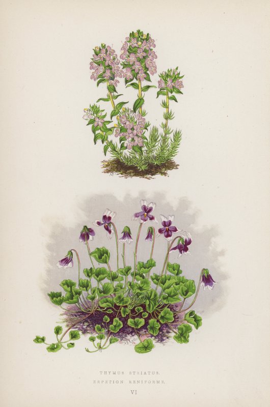 Thymus Striatus; Erpetion Reniforme (värilitro) tekijältä English School