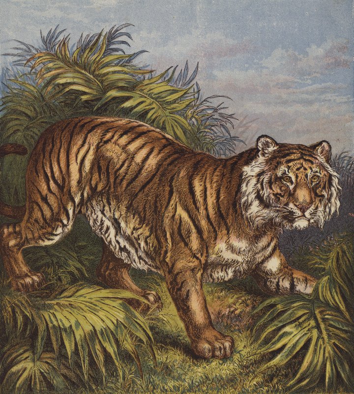 Tiger (väri litho) tekijältä English School