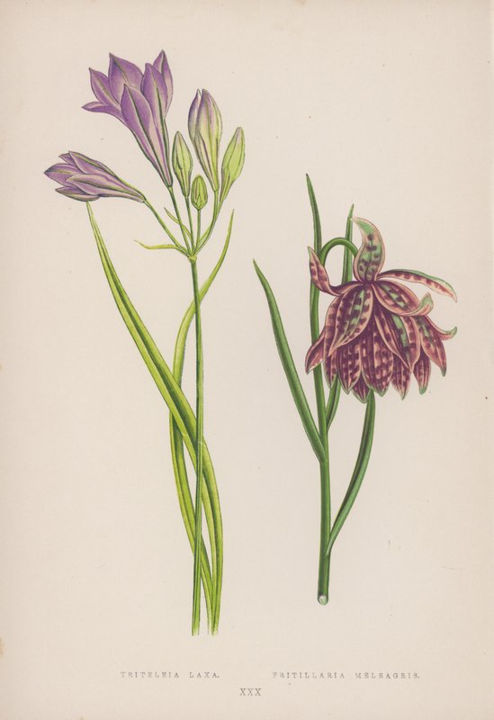 Triteleia Laxa; Fritillaria Meleagris (väri litho) tekijältä English School
