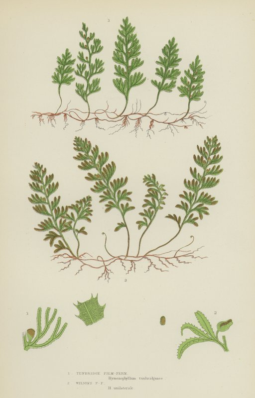 Tunbridge Filmy-Fern, Wilsonin Filmy-Fern (värilitho) tekijältä English School