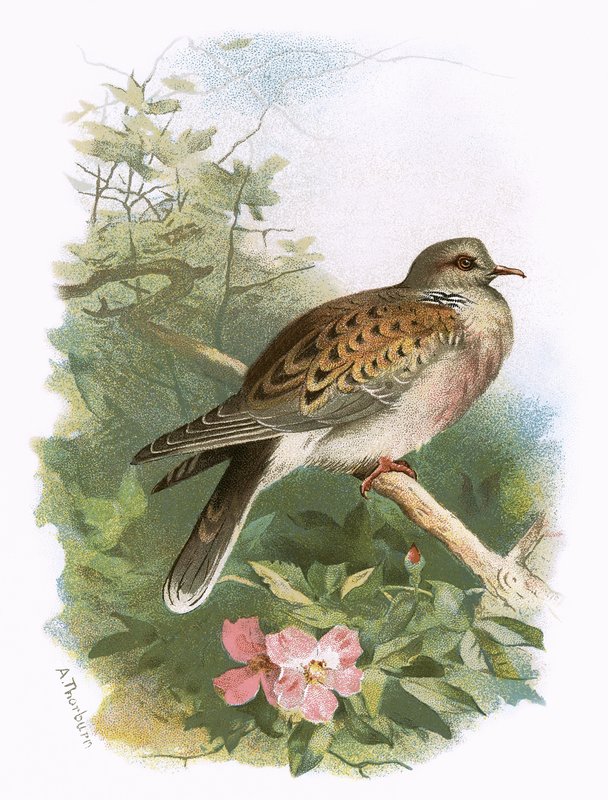 Turtle Dove tekijältä English School