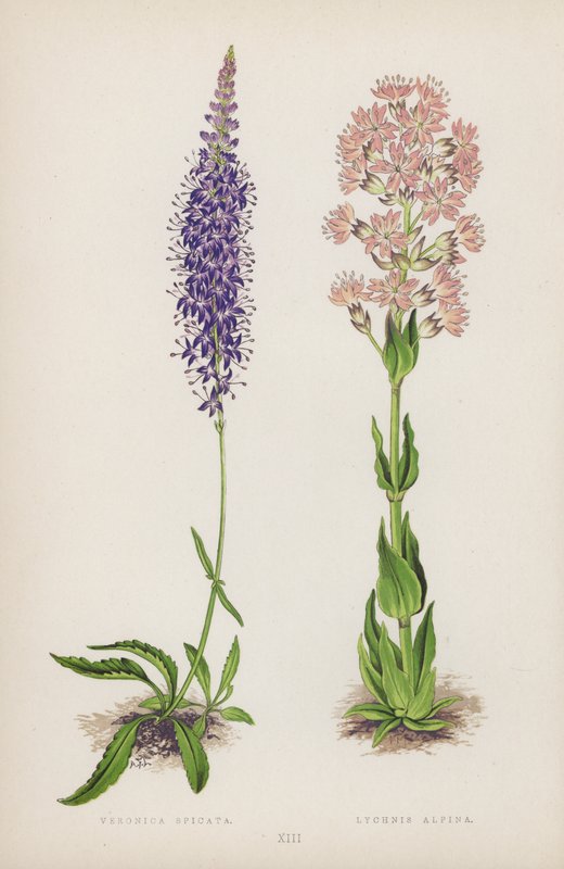 Veronica Spicata; Lychnis Alpina (väri litho) tekijältä English School