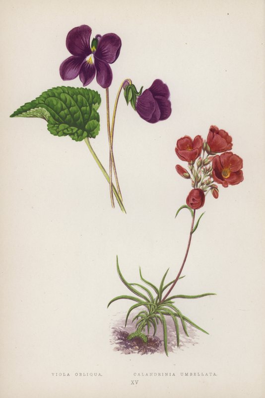 Viola Obliqua; Calandrinia Umbellata (väriliitossa) tekijältä English School