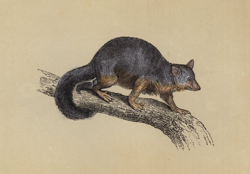 Vulpine Phalanger (värilitro) tekijältä English School