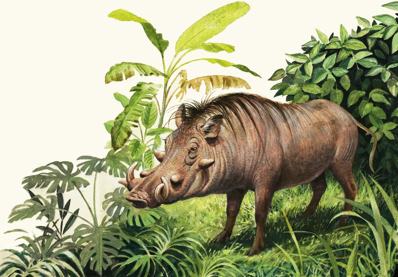 Warthog tekijältä English School