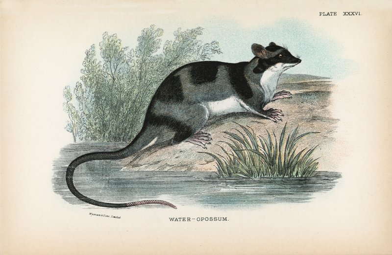 Vesi-Opossum tekijältä English School