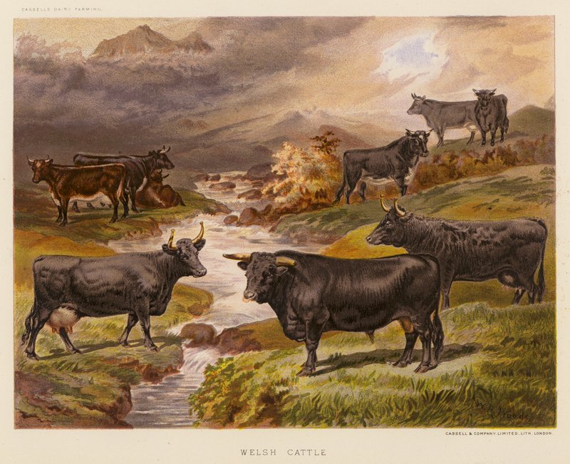 Welsh Cattle (värilitro) tekijältä English School