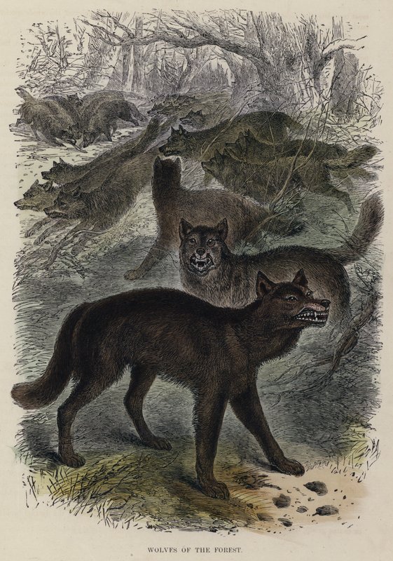 Wolves of the Forest (coloured engraving) tekijältä English School
