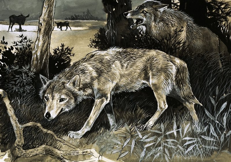Wolves on the prowl tekijältä English School
