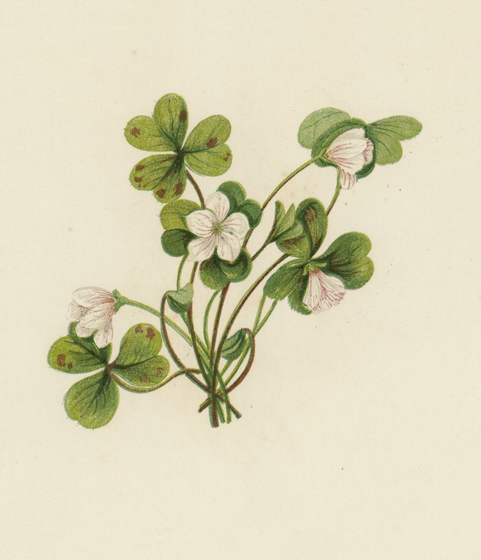 Puu-sorrel, Oxalis Acetosella (väri litho) tekijältä English School
