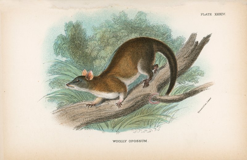 Villainen Opossum tekijältä English School