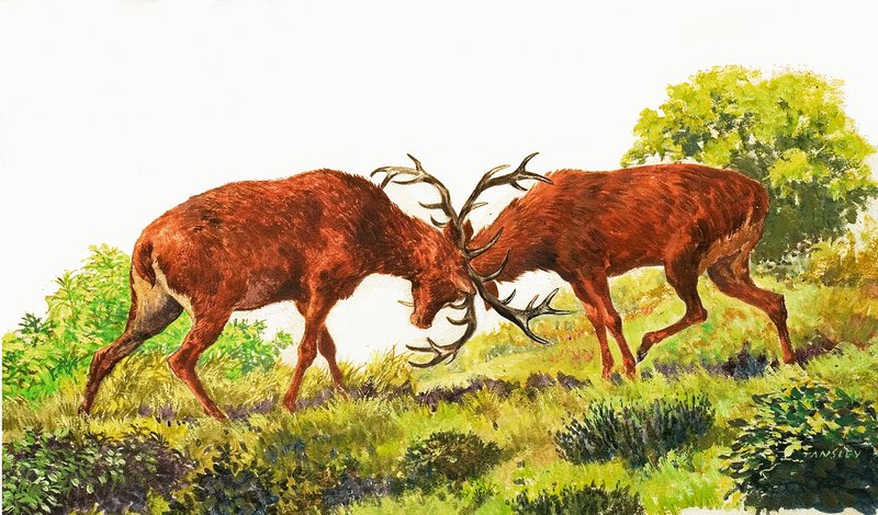 Red Deer tekijältä Eric Tansley