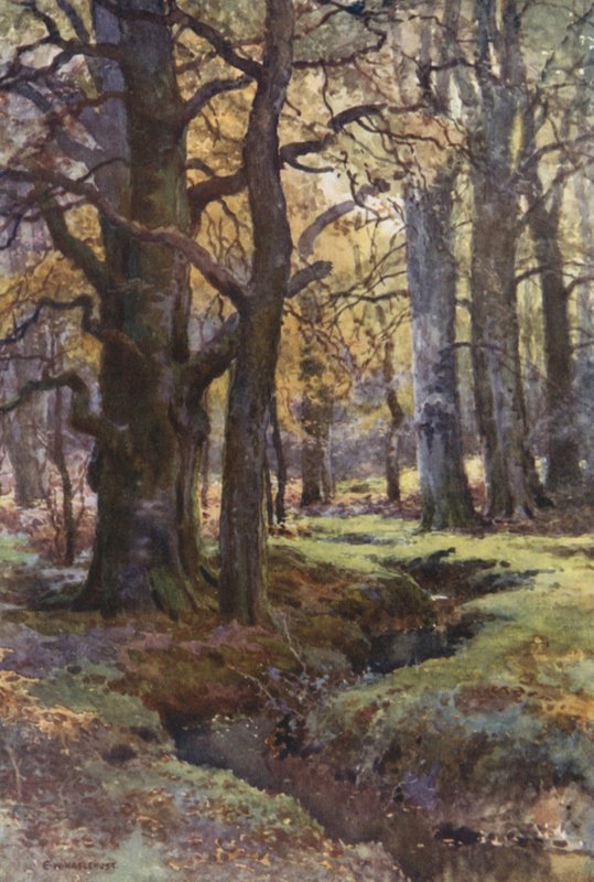 Mallard Woodissa (väri litho) tekijältä Ernest William Haslehust