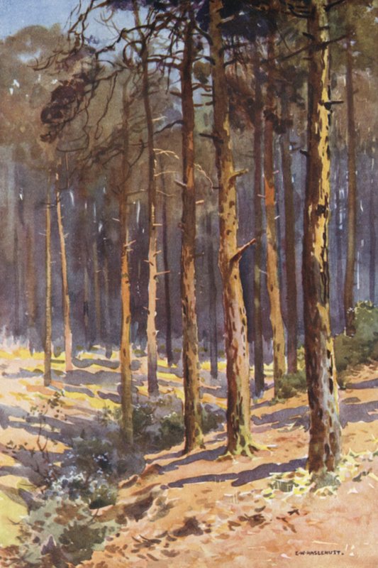 Talbot Woods, Bournemouth (väri litho) tekijältä Ernest William Haslehust