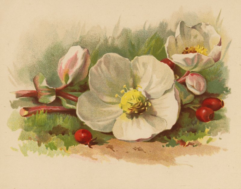 Jouluruusu ja marjat (chromolitho) tekijältä Ethel C. Nisbet