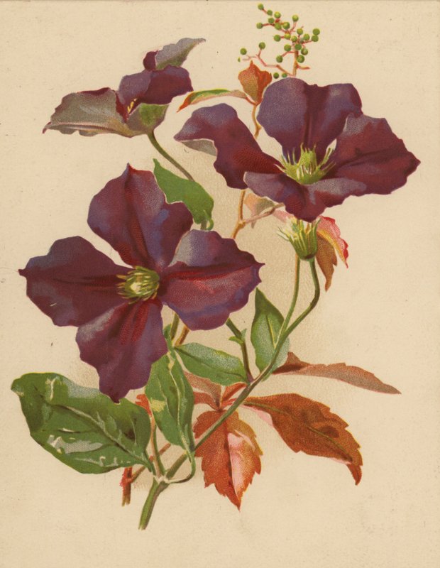 Clematis ja Virginian Creeper (chromolitho) tekijältä Ethel C. Nisbet