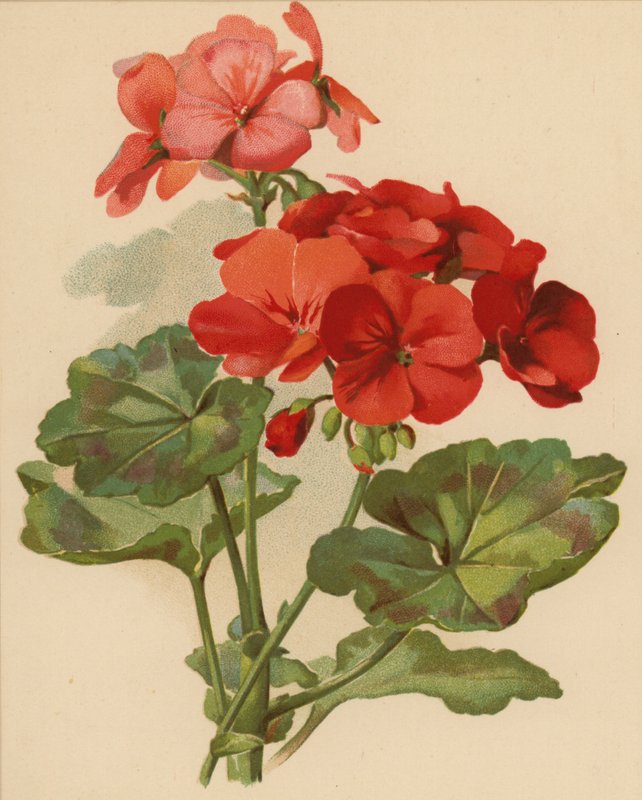 Geranium (chromolitho) tekijältä Ethel C. Nisbet