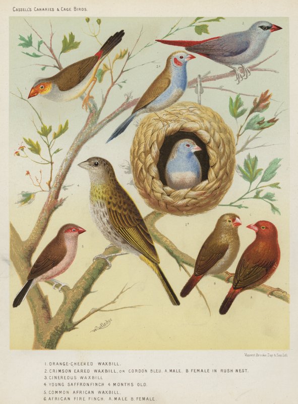 Orange-cheeked Waxnokka, Crimson Eared Waxnokka tai Cordon Bleu, Uros, Naaras Rush Nestissä, Cinereous Waxnokka, Nuori Sahramipeippo, 4 kuukautta vanha, Afrikkalainen vahanokka, Afrikkalainen tulipeippo, uros, naaras tekijältä European School