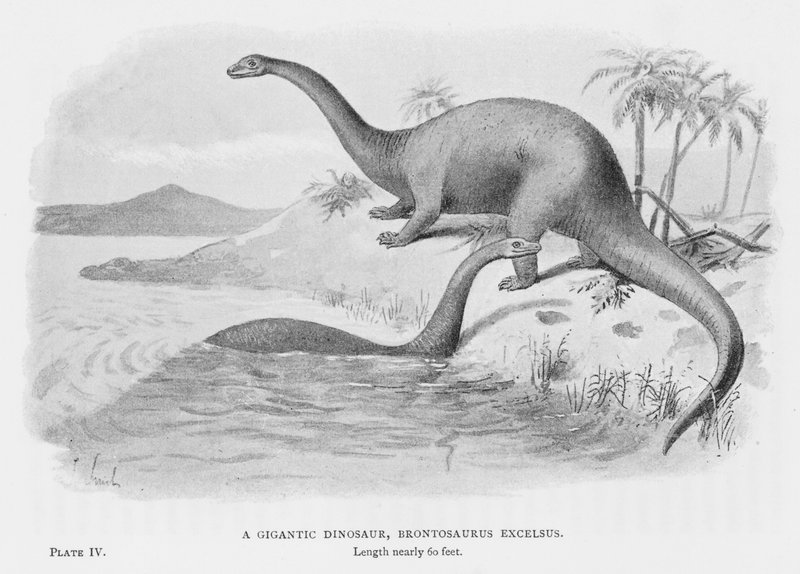 A Gigantic Dinosaur, Brontosaurus Excelsus (litho) tekijältä European School