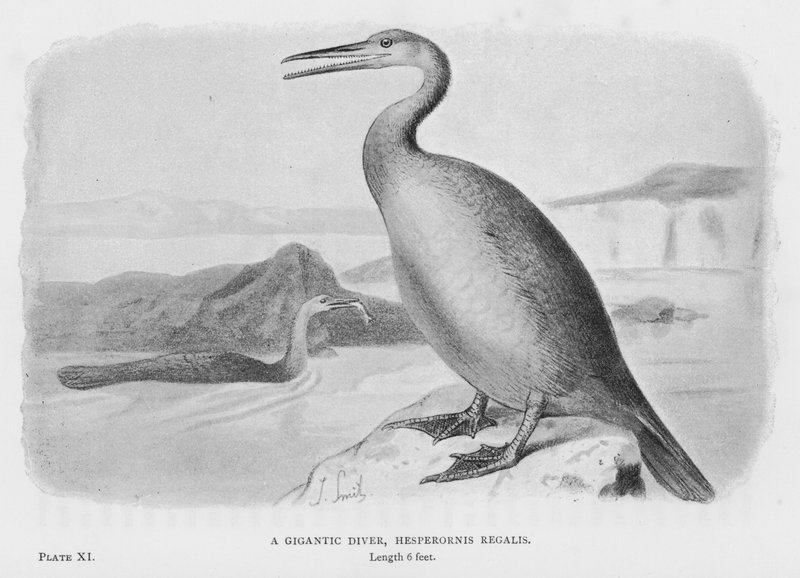Jättimäinen sukeltaja, Hesperornis Regalis (kuva) tekijältä European School
