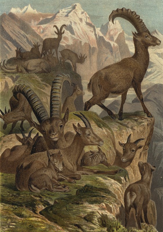 Alpensteinbock tekijältä European School