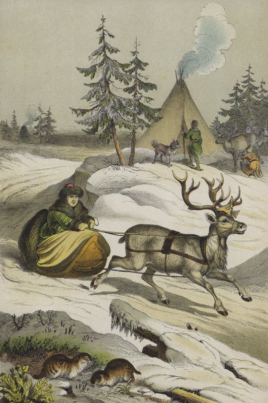 Lapin eläimet ja kasvit (väri litho) tekijältä European School