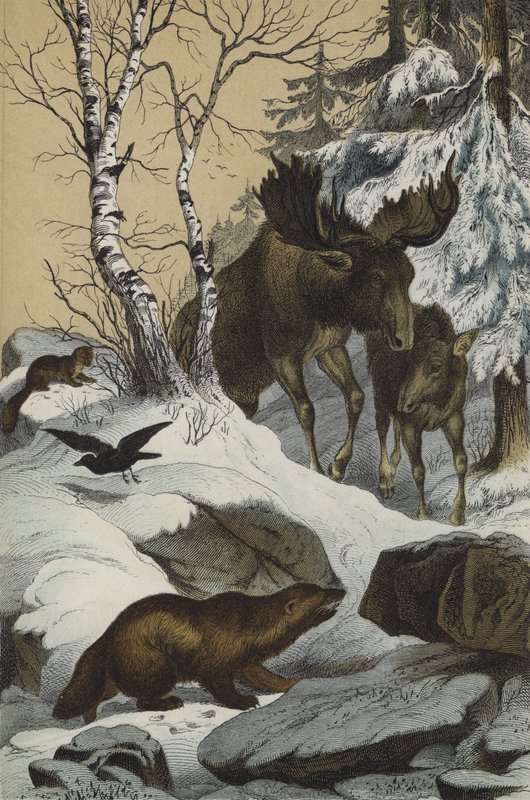 Lapin eläimet ja kasvit (väri litho) tekijältä European School