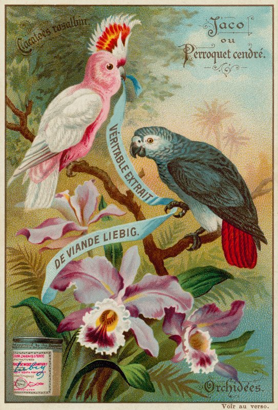 Galah Cockatoos, Ash Papukaija ja orkideat tekijältä European School