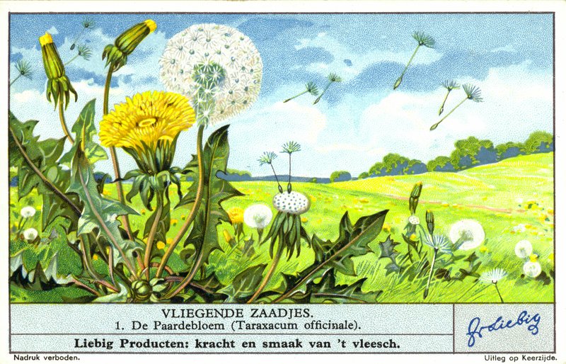 Voikukka (Taraxacum officinale) (kromoliittinen) tekijältä European School