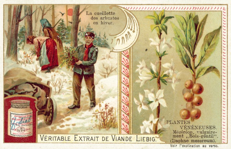 Daphne mezereum (chromolitho) tekijältä European School