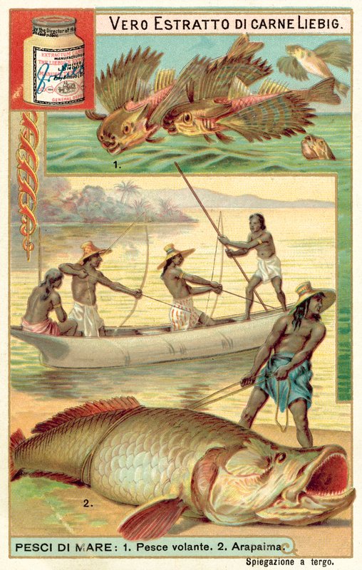 Lentävät kalat ja arapaima (chromolitho) tekijältä European School