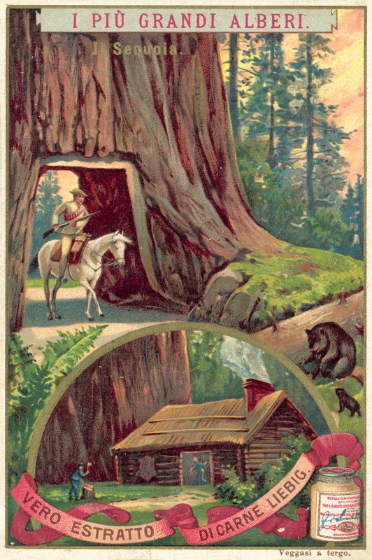 Jättimäinen sekvoiapuu (chromolitho) tekijältä European School