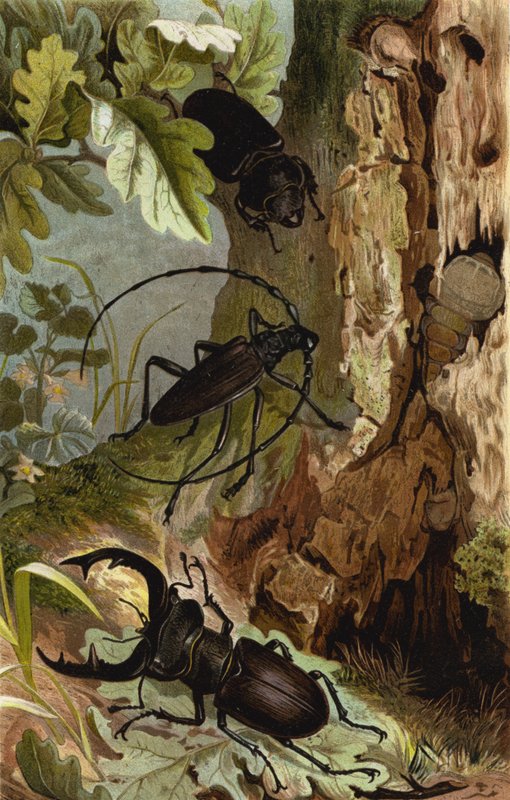 Stag Beetle ja Heldbock tekijältä European School