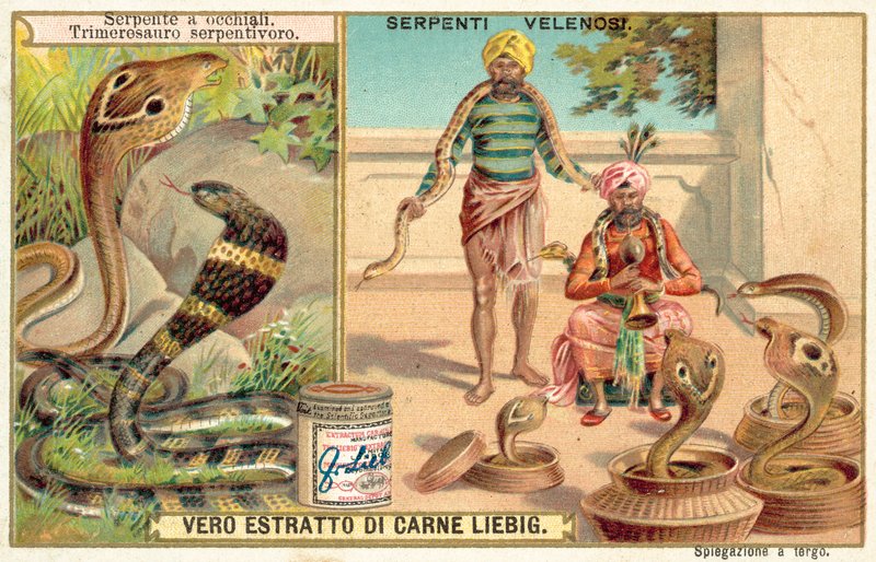Intian kobra ja kuoppakyy (chromolitho) tekijältä European School