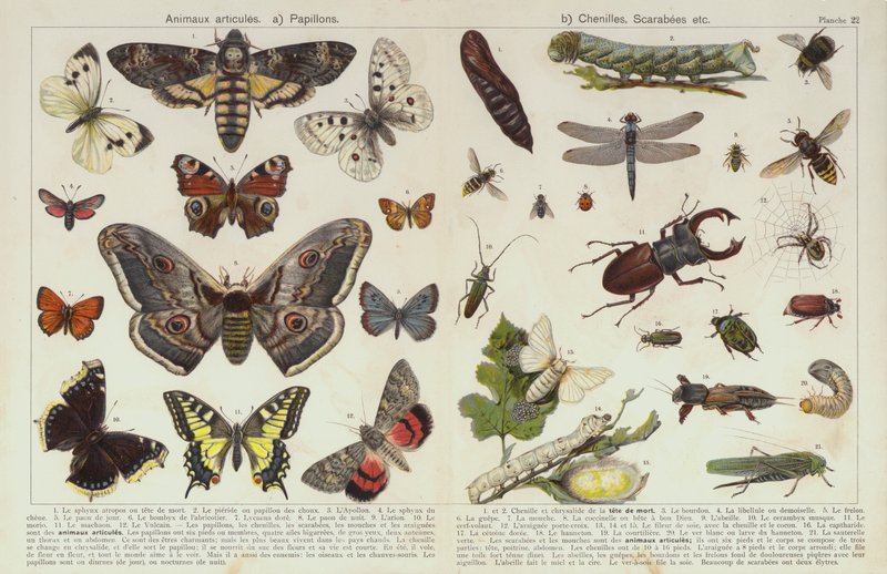 Hyönteiset ja muut selkärangattomat (chromolitho) tekijältä European School