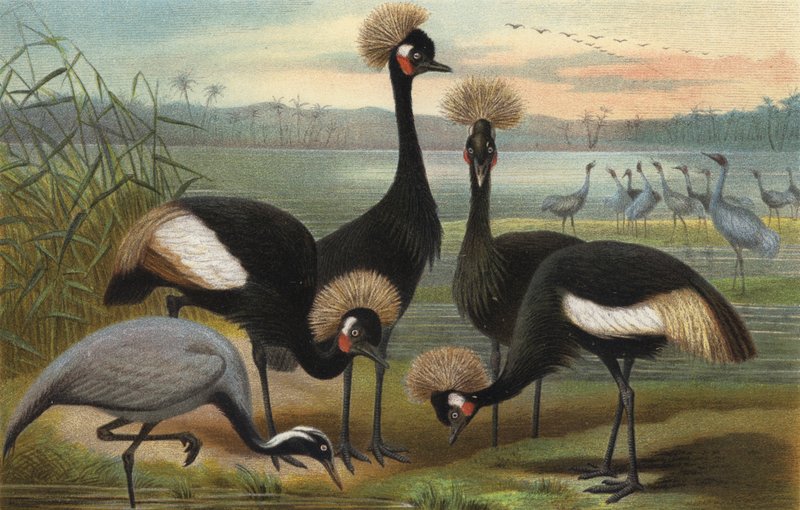 Maidens ja Peacock Crane tekijältä European School