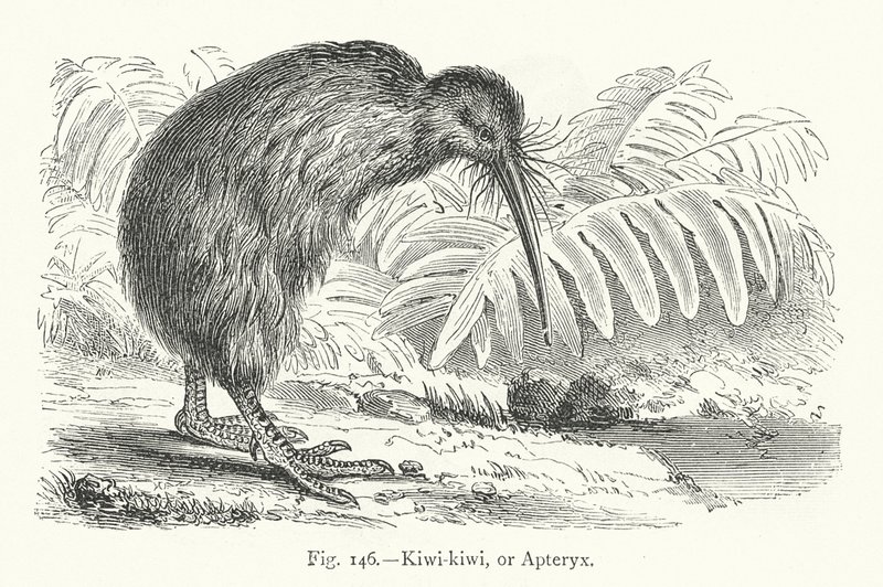 Kiwi-kiwi tai Apteryx (kaiverrus) tekijältä European School