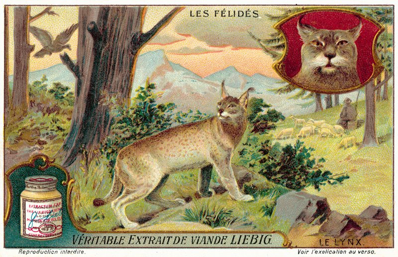 Ilves (chromolitho) tekijältä European School