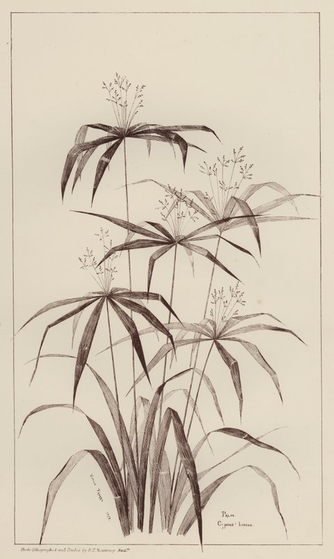 Palmu Cyperus Luscus (lito-palmu) tekijältä European School