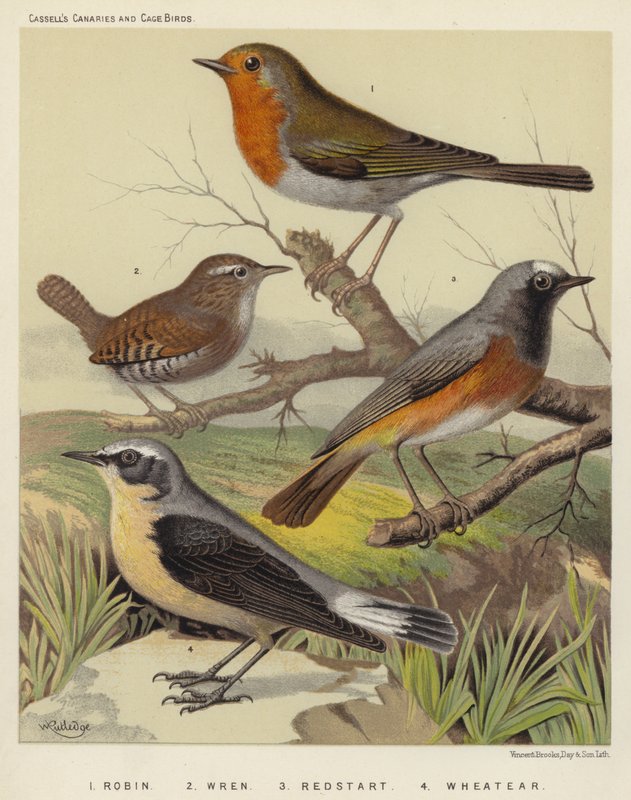 Robin, Wren, Redstart, Wheatear (väri litografia) tekijältä European School