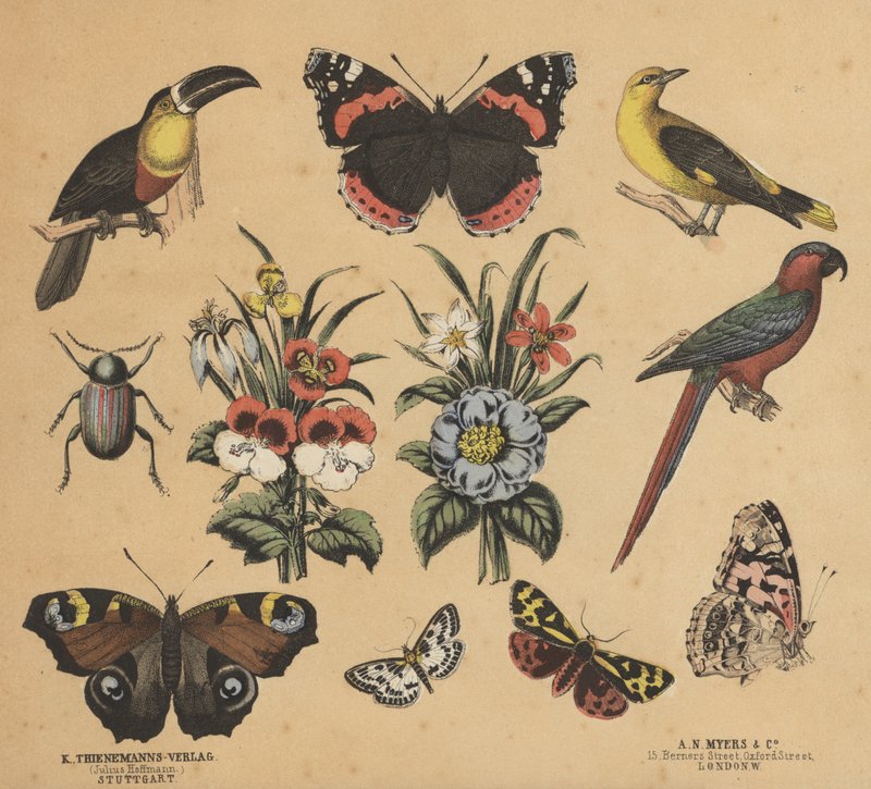 Romujäte nuorille (väri litho) tekijältä European School