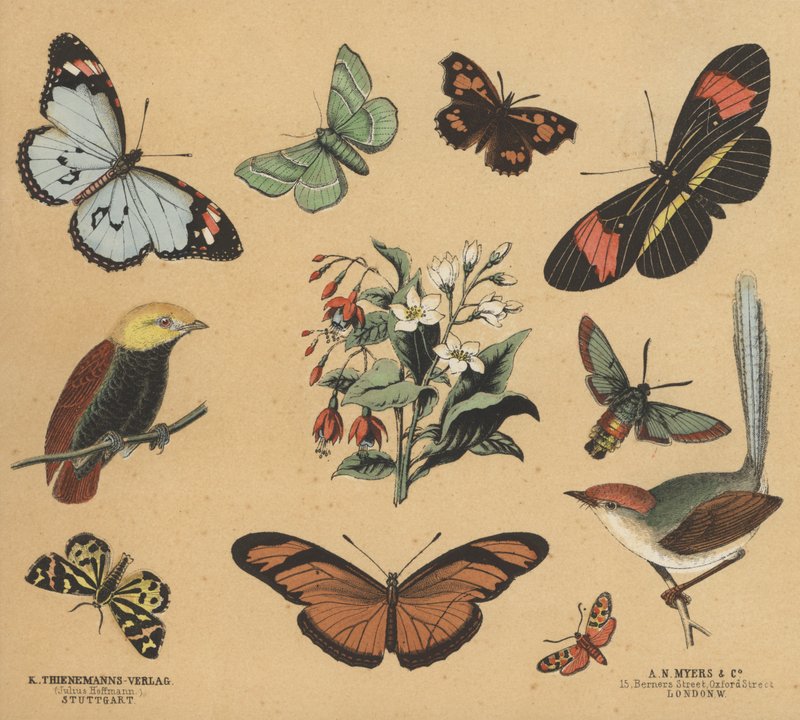Romujäte nuorille (väri litho) tekijältä European School