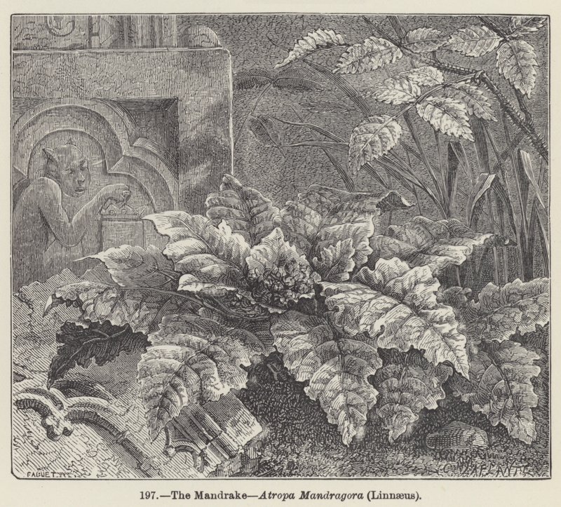 Mandrake, Atropa Mandragora, Linnaeus (kaiverrus) tekijältä European School