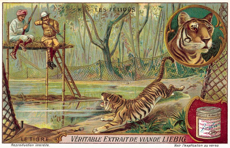 Tiger (chromolitho) tekijältä European School