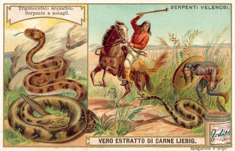Vesimokasiini ja kalkkarokäärme (chromolitho) tekijältä European School