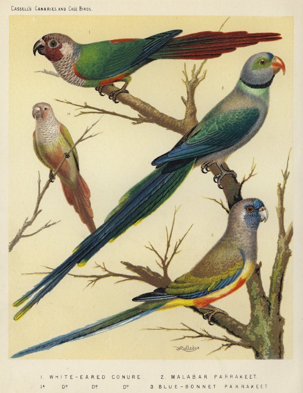 White-Eared Conure, Malabar papukaija, Blue-Bonnet papukaija tekijältä European School
