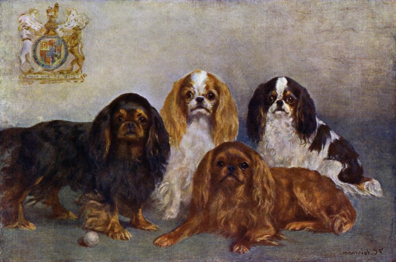 King Charles Spanielit tekijältä Frances C. Fairman
