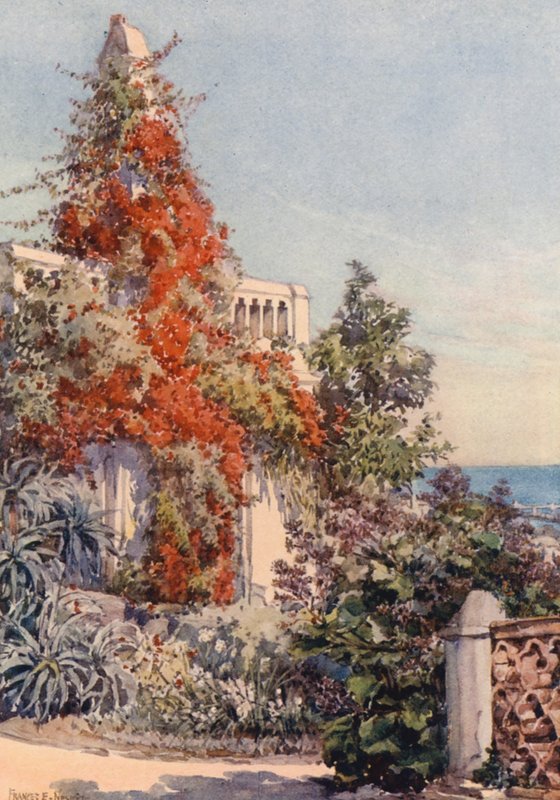 Bougainvillaea, Alger (värilitro) tekijältä Frances Nesbitt