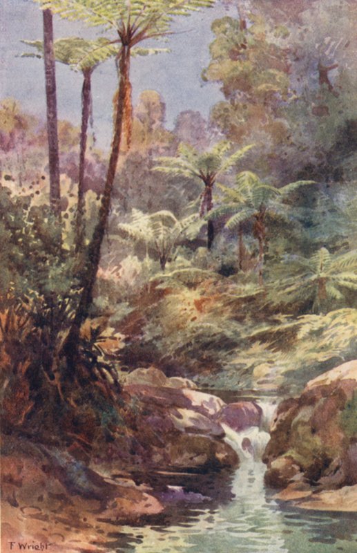 Uusi-Seelanti: Tree Ferns (värilitro) tekijältä Frank H Wright