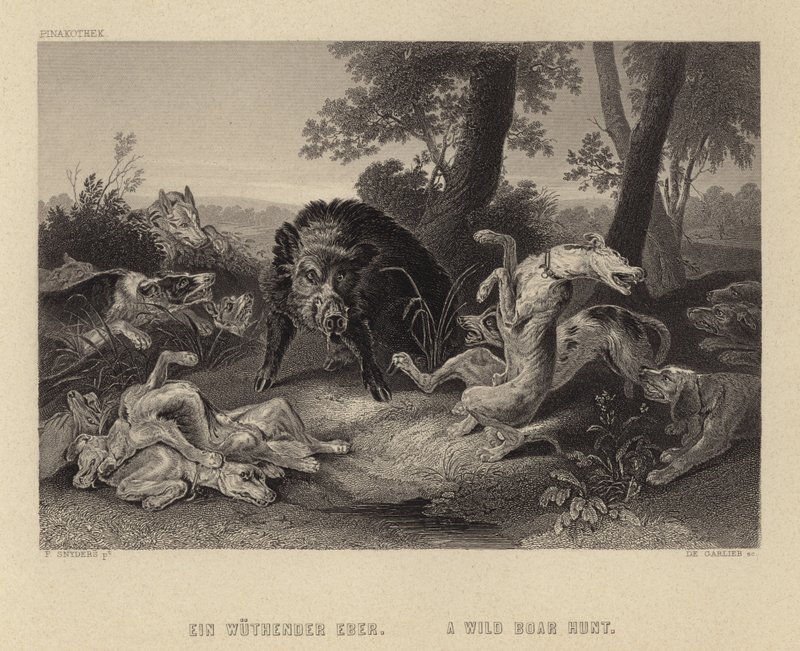 Villisian metsästys tekijältä Frans Snyders or Snijders